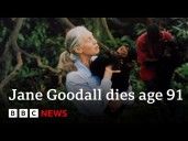 Jane Goodall, chimpanzee expert and animal rights campaigner, dies age 91