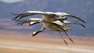 Estas son las aves migratorias que ya están llegando a España este otoño