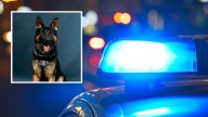 K9 helps arrest Kent DV suspect who fled on motorcycle