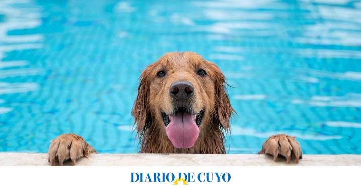 Las mascotas también sufren el calor: qué hacer para mantenerlas a salvo de las altas temperaturas
