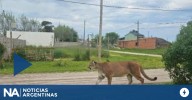Video: alarma en Mar Chiquita por un puma suelto
