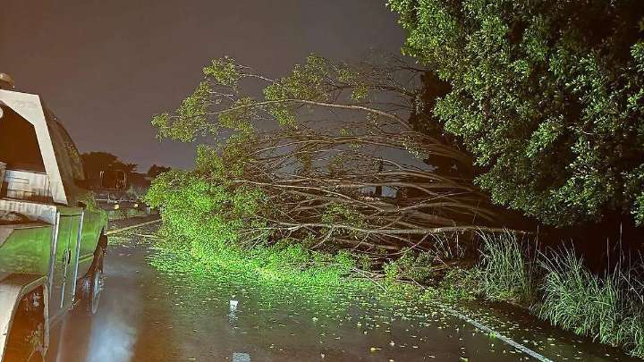 Cae enorme árbol sobre el Libramiento a Izúcar tras lluvias en Atlixco