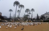 Sevilla restaurará la jardinería de la Plaza de América con una inversión de 739.000 euros