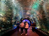 New York Aquarium’s Halloween 'Ascarium' returns