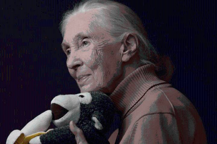 A los 91 años muere la reconocida etóloga británica Jane Goodall, experta mundial en chimpancés
