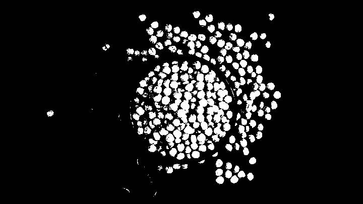 India imposes 30% import duty on yellow peas from November 1