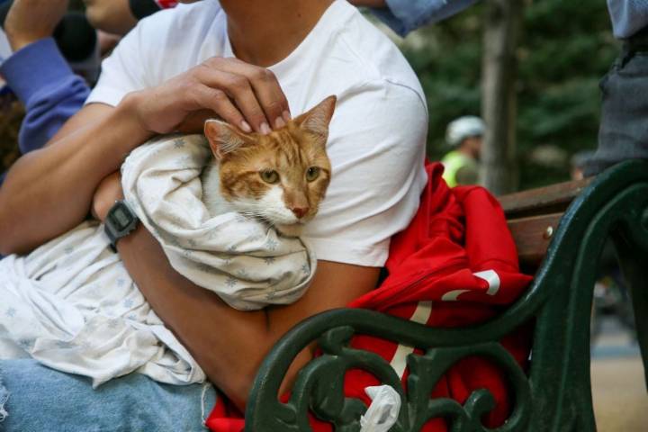 Punta Arenas: Joven amenazó a su ex con tirar a sus gatos a la calle si no le daba $3 millones