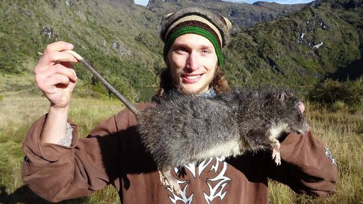 Rata lanuda gigante es vista de nueva cuenta en la naturaleza después de 30 años