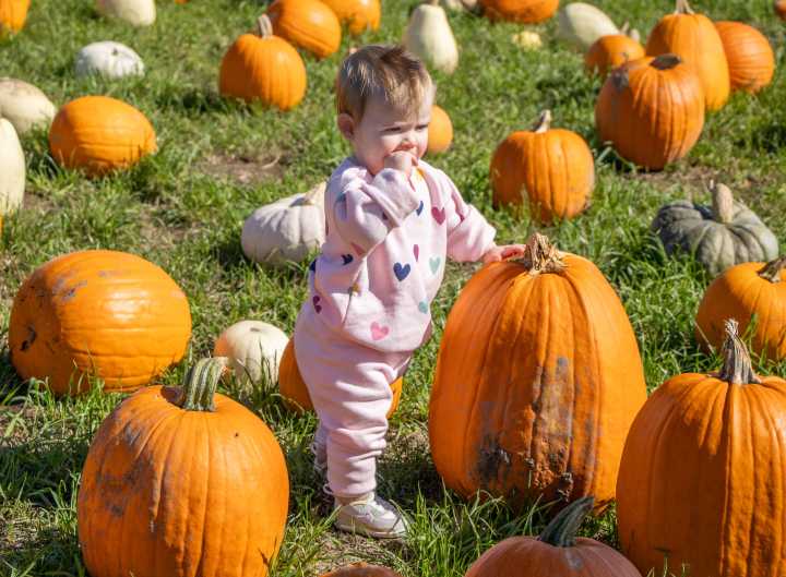 PHOTOS: Pumpkins, hayrides, corn mazes and apples mark fall festivities at local farms