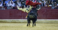 A Triunfador de Temporada Taurina de Manizales lo levantó un toro y lo dejó sin salida a hombros