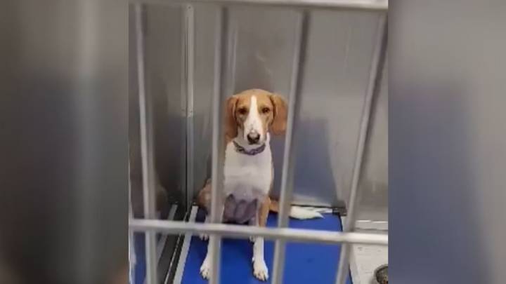 North Carolina Dog’s Journey Through Three Returns Leaves Rescuers Hoping For A Miracle