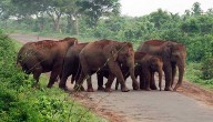 Wild Elephants Trample Man To Death In Ganjam’s Bhanjanagar