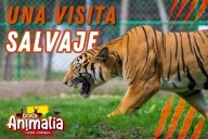 Hallan sin vida a tigre que se escapó de zoológico en Puebla