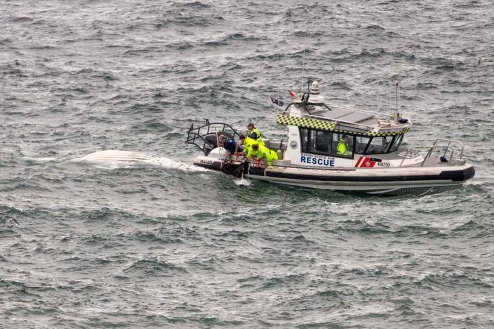 2-Year-Old Whale Found Dead After Becoming Entangled in Shark Net