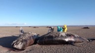Silencio en la bahía: 26 orcas del sur varadas en Tierra del Fuego revelan un misterio global