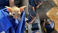 Bomberos de Mazatlán salvan a dos gatitos atrapados en una tubería