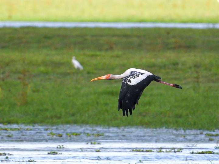Painted Storks return to Kaziranga National Park after 4 years