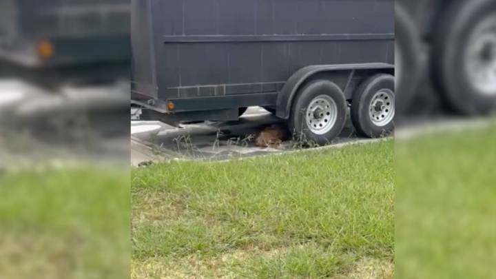 Abandoned Dog Hiding Under California Trailer Escapes Rescue, Then Finds His Forever Home