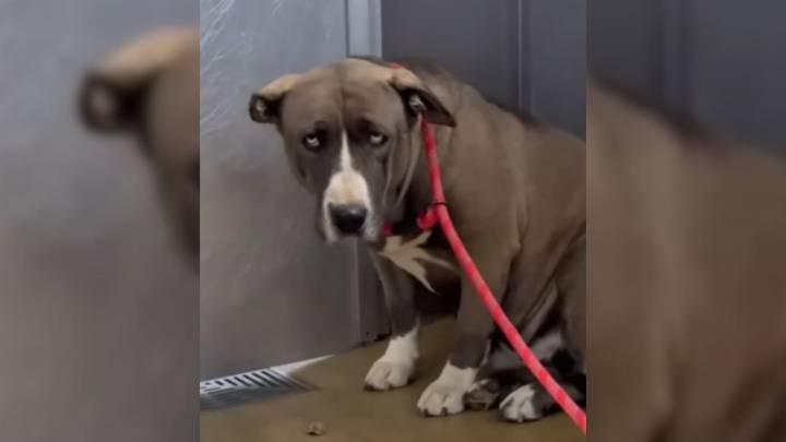 California Shelter Pup Used For Breeding Finds Comfort For The First Time In A Foster’s Arms