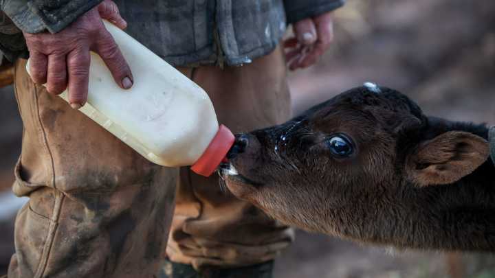 Register now for SDSU Extension Calf Value Discovery program