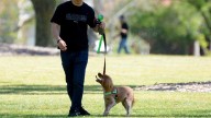 ‘Deadly’: How to keep pets safe during days of extreme heat