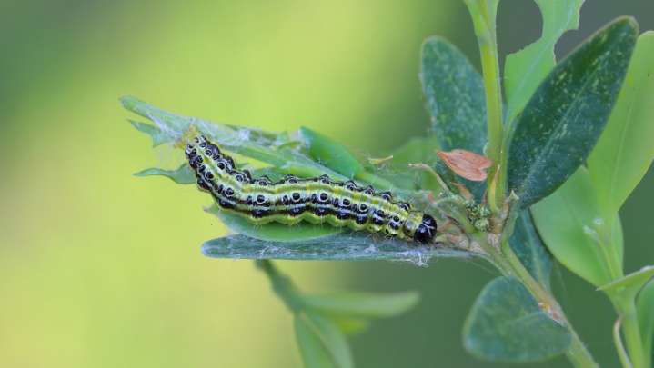 Invasive And Harmful Pests Your Boxwood Tree Might Be Attracting