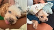 Maryland Dog On The Brink Of Euthanasia Receives A Heartwarming Surprise