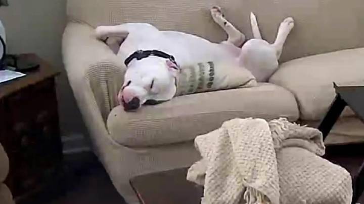Rescue Dog From Indiana Spends His Day ‘At Work’ And What He’s Really Doing Will Surprise You