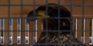 Missouri Department of Conservation return healed bald eagle back to the wild