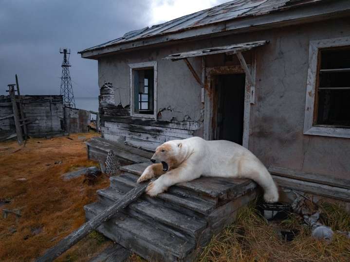 Captan en Rusia a osos polares resguardarse en estación de policía abandonada