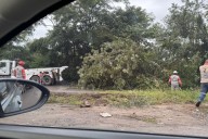 Árbol caído genera congestión vehicular en la vía hacia Aracataca