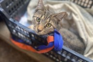 Alcanzan 50 jornadas de esterilización en el Centro de Control Canino de Torreón