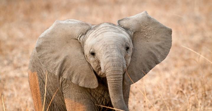 Adorable orphaned elephants' reaction to their milk arriving melts animal fans' hearts
