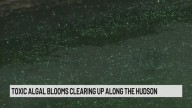 Toxic algal blooms clearing up along the Hudson River