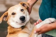 ¿Quieres adoptar una mascota? Anuncian edición de AdoptaFest en el Hanal Pixán 2025 Puerto Juárez