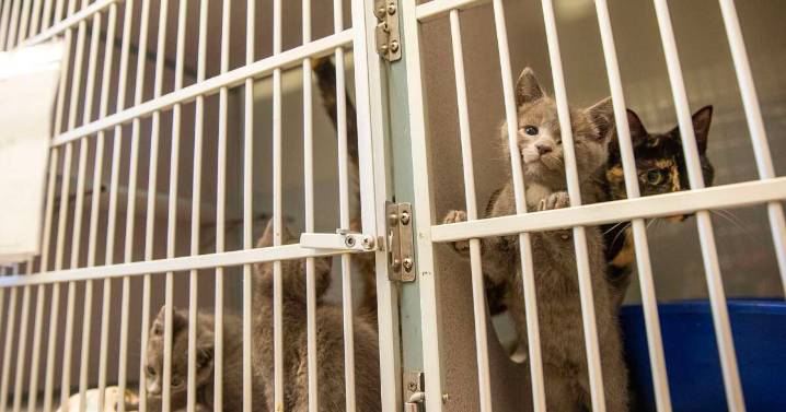 Citizen survey will inform third-party review of Cedar Rapids Animal Care & Control