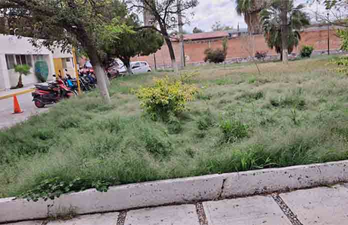 Urge podar las áreas públicas