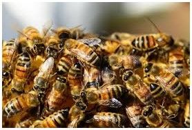 Enjambre de abejas provoca corte de tránsito en Guandacol