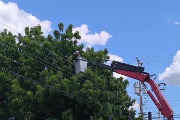 Más de 30 circuitos eléctricos de Falcón atendidos con control de vegetación