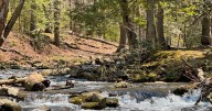 Local and state governments working on plan with National Park Service to fully open the Great Smoky Mountains National Park during federal government shutdown