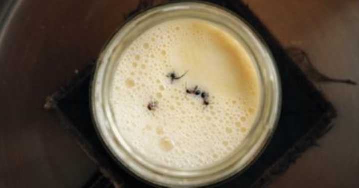 Scientists reveal truth behind vanishing tradition of making yoghurt with ants