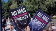 Colectivos exigen al Congreso del Edomex prohibir espectáculos con animales