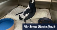 Magpies falling victim to ‘mystery paralysis’ and could disappear from entire suburbs
