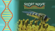 Why are flies swarming an oil rig in the North Sea? : Short Wave : NPR
