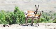Pronghorn hunting proposed in North Fruita Desert