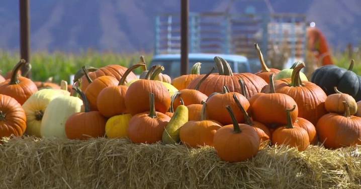 Corn maze owners lose nearly full day of business to heavy rain