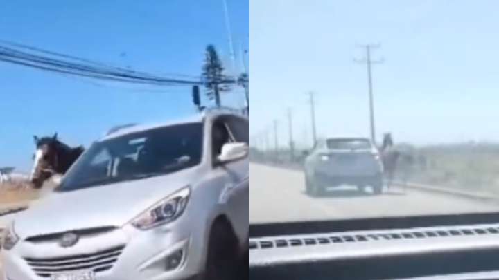 Delincuente amarró una yegua a su camioneta, la hizo andar 20 km y después la mató