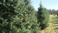 Pioneer Trails Tree Farm to cut Christmas trees for military members