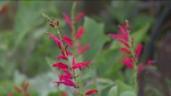 Push to save community garden near Tijuana River Valley