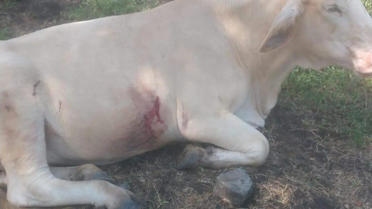 ¿Jaguar o puma? Ataque a ganado bovino desata preocupación en el Cerro del Metate de Altamira